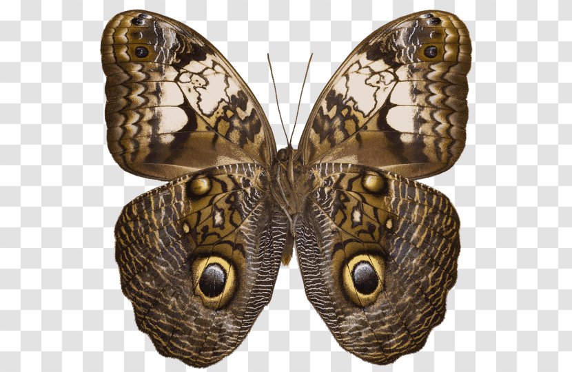 Owl Butterfly Caligo Martia Eurilochus - Brush Footed Transparent PNG