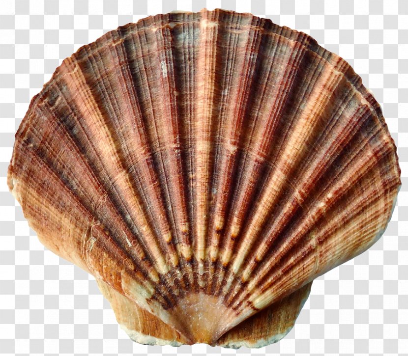 Seashell Mussel Mollusc Shell Gastropod Molluscs - Chambered Nautilus - Photo Transparent PNG