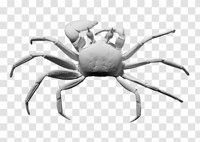 Crab 3D Modeling Scanner Computer Graphics Image - Black And White Transparent PNG