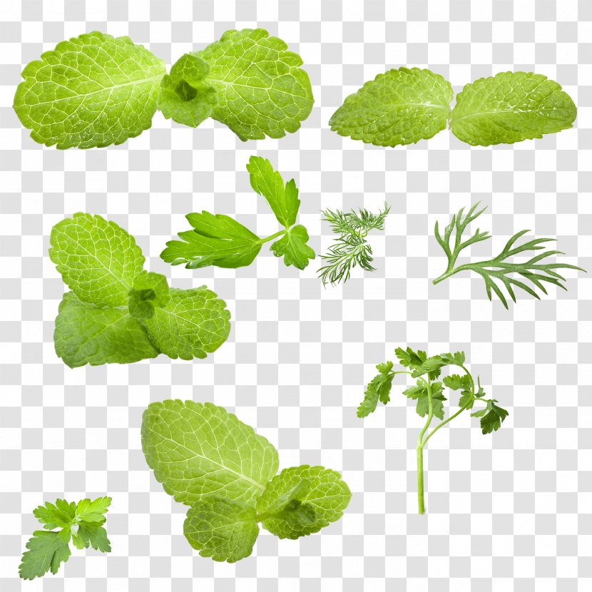 Leaf Mentha Spicata Green Vegetable - Coreldraw - Mint Transparent PNG