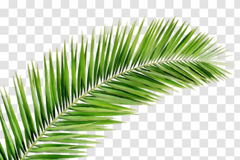 Palm Tree - Vegetation - Woody Plant Elaeis Transparent PNG