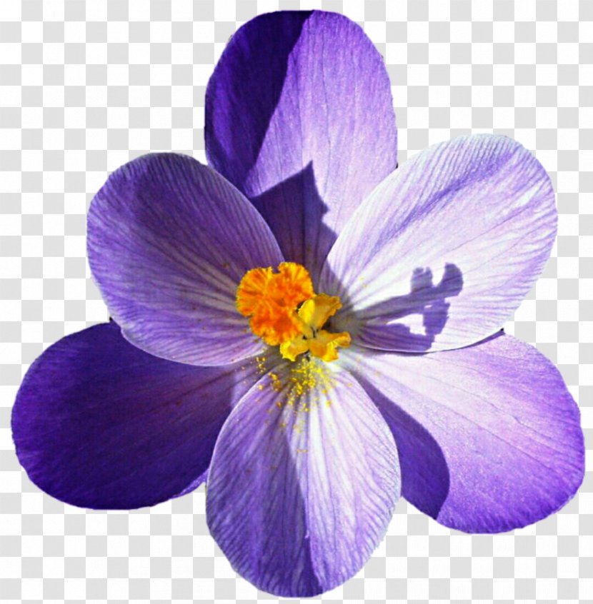 Crocus Flavus Vernus Flower - Pixabay - Picture Transparent PNG