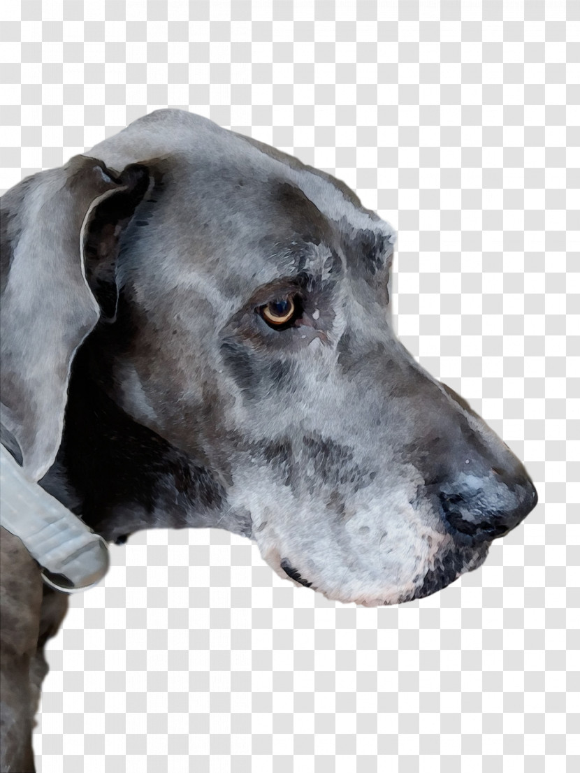 Great Dane Plott Hound Old Danish Pointer Pointer Snout Transparent PNG