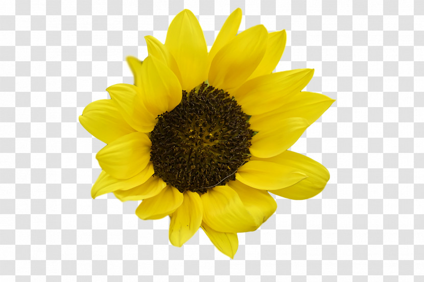 Common Sunflower Sunflower Seed Seed Daisy Family Transparent PNG