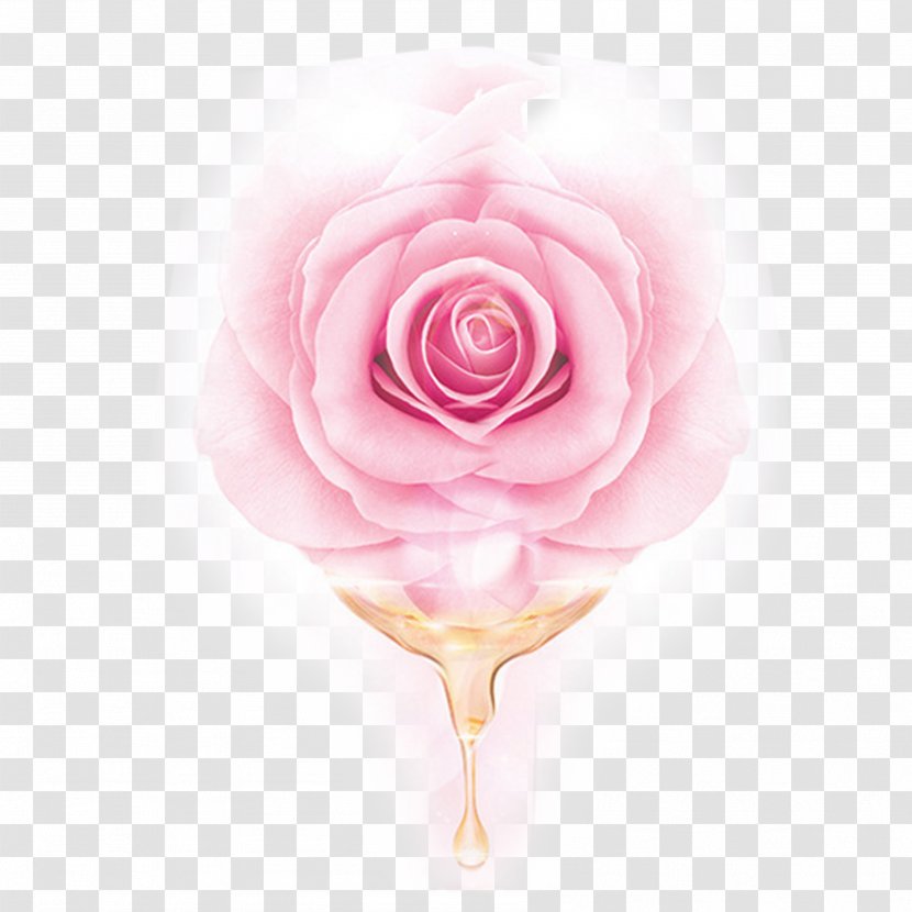 Garden Roses Centifolia Beach Rose Pink Essential Oil - Rosa Transparent PNG