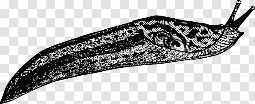 Slug Gastropods Clip Art - Snail - Hairy Tarantula Transparent PNG