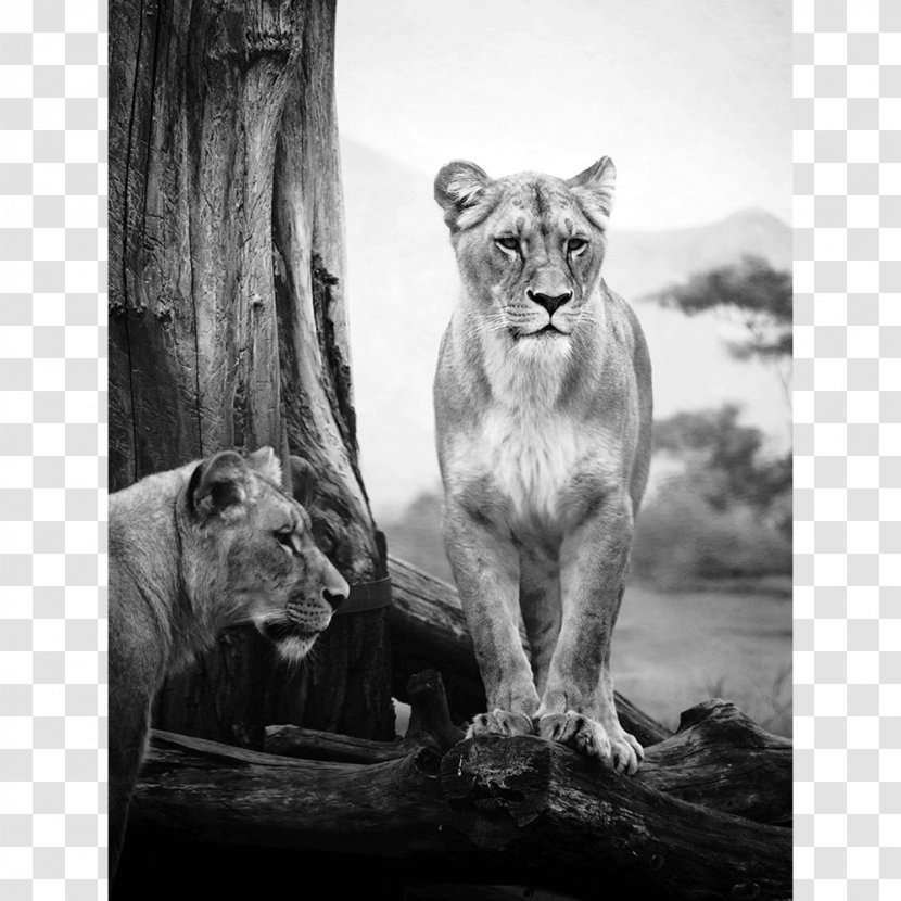 Lion Felidae Wildcat Safari Serengeti - Terrestrial Animal - African Print Transparent PNG