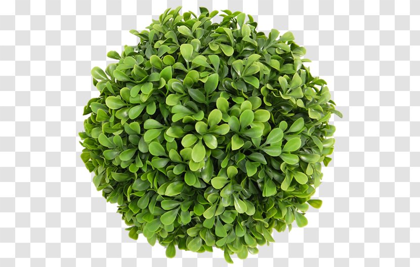 Lettuce Chives Spice Scallion Vegetable Transparent PNG