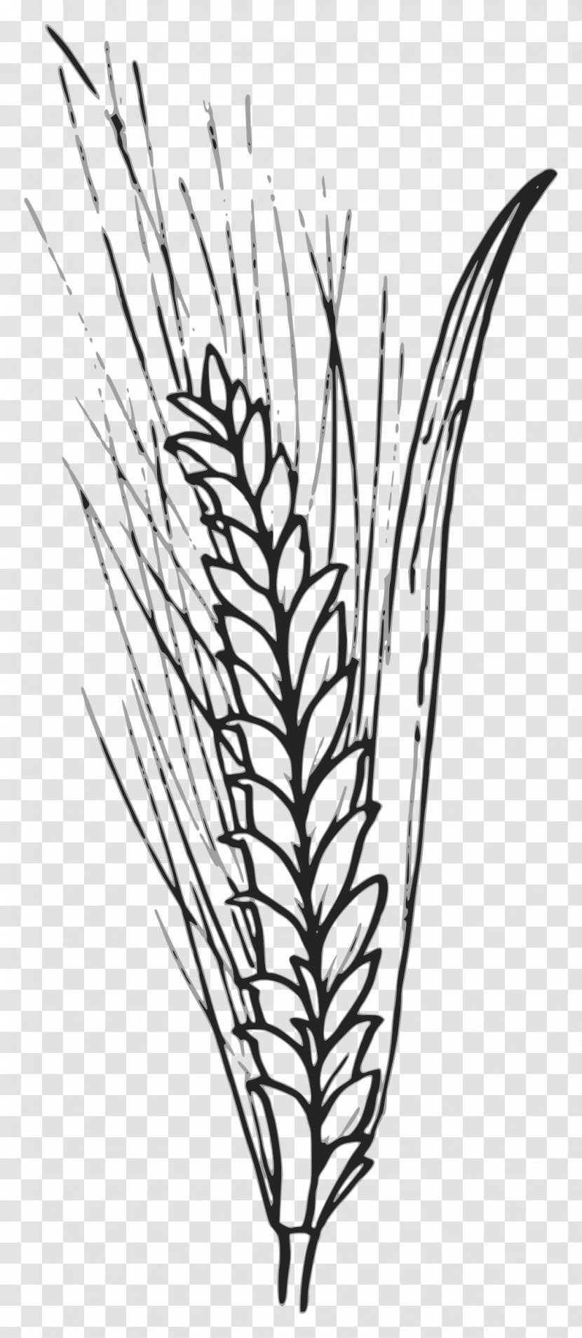 Wheat Grain Cereal Clip Art - Barley Vector Transparent PNG