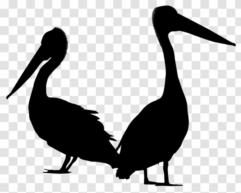 Pelican Goose Swans Bird Ducks - Vertebrate - Pelecaniformes Transparent PNG