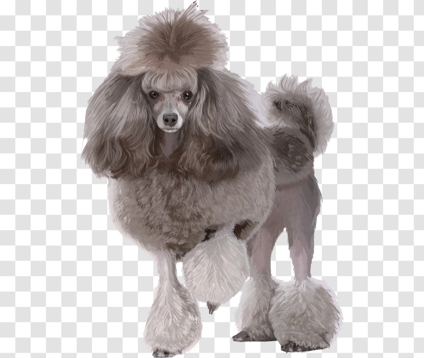 Miniature Poodle Standard Toy Maltese Dog - Like Mammal - And Cat Transparent PNG