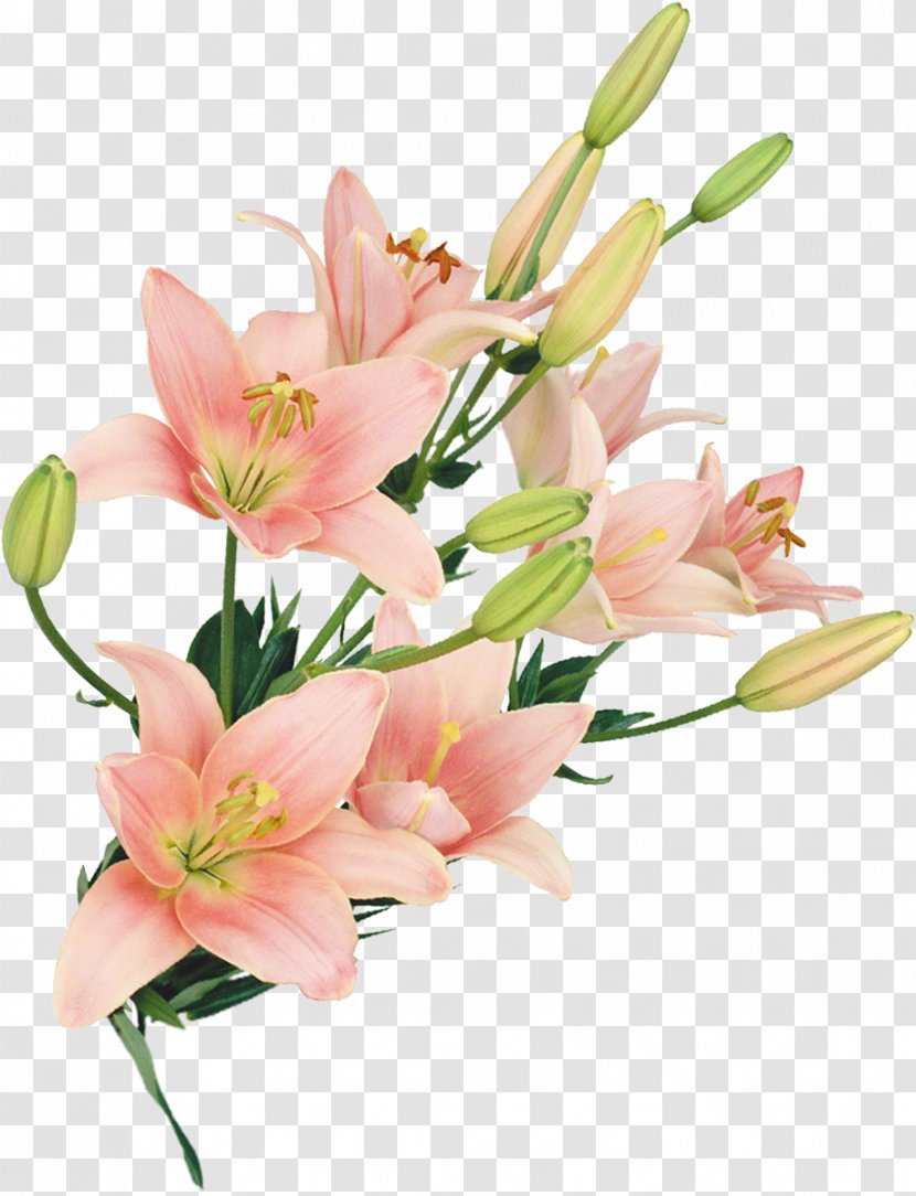 Cut Flowers Floral Design Flower Bouquet Floristry - Lilly Transparent PNG