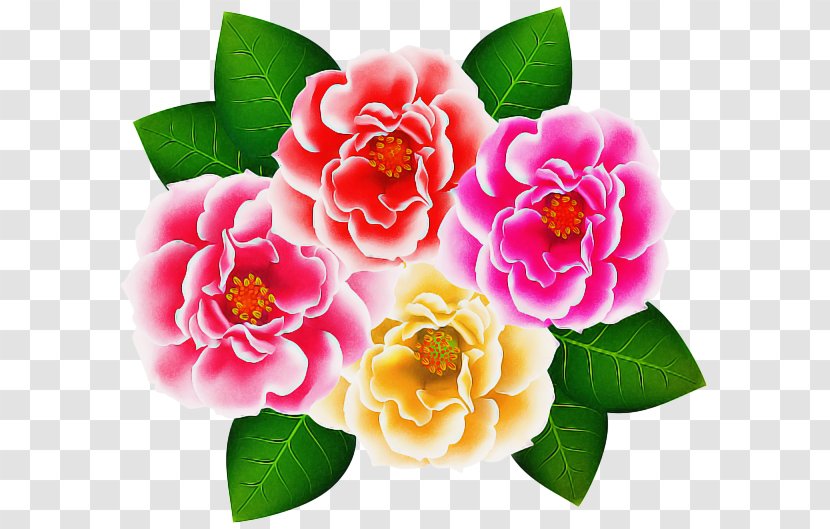 Pink Flower Cartoon - Camellia Sasanqua - Chinese Peony Transparent PNG