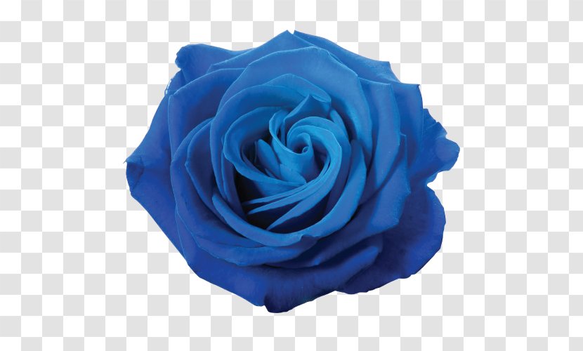Blue Rose Clip Art Transparent PNG