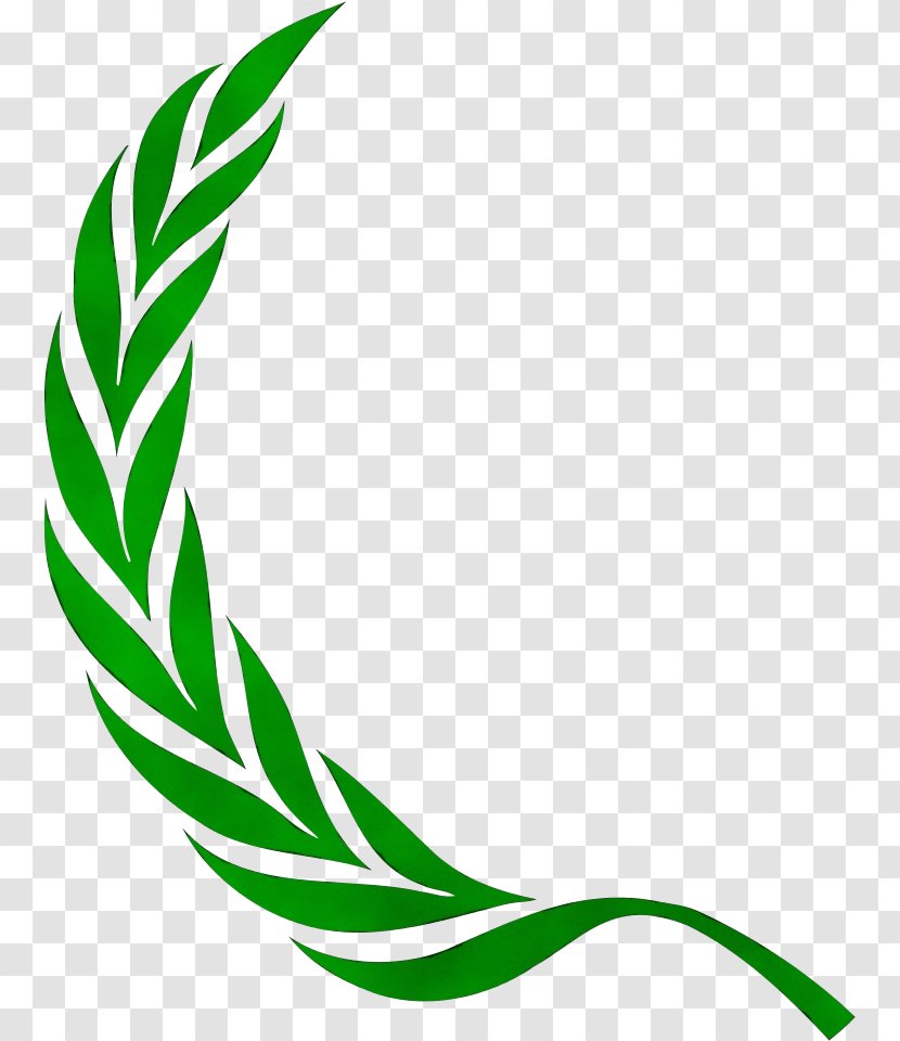 Laurel Leaf Crown - Olive - Plant Transparent PNG