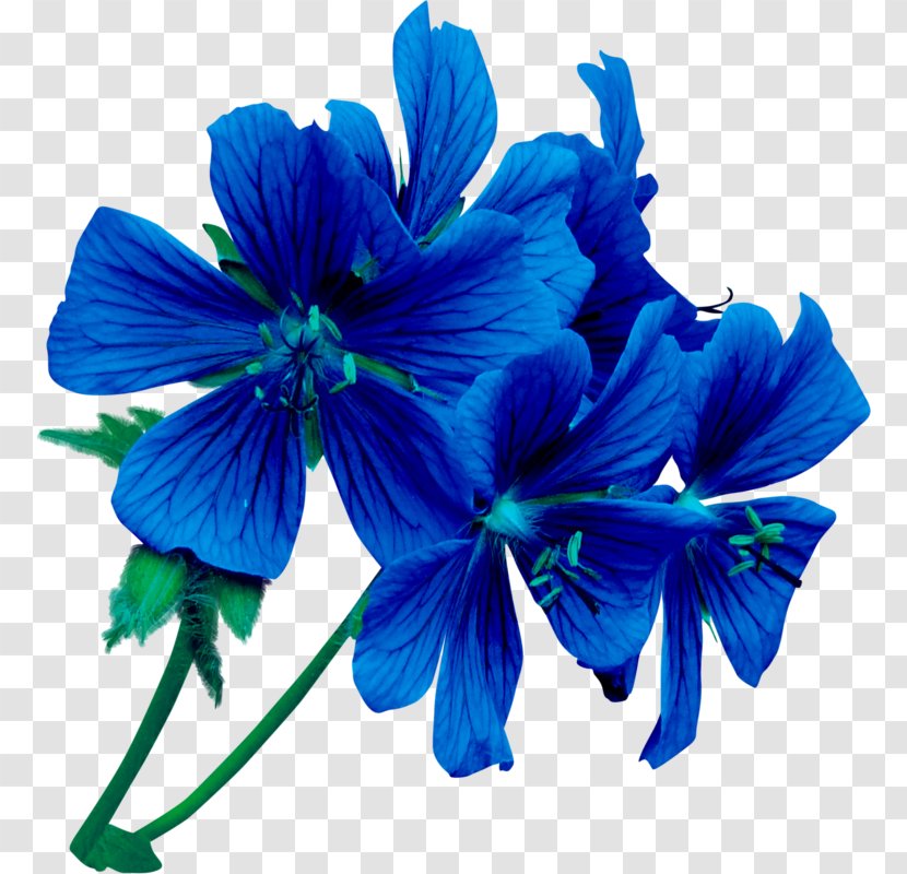 Flower Blue Rose Violet Transparent PNG