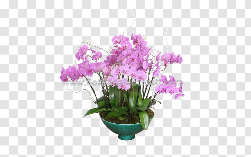 Moth Orchids Floral Design Cut Flowers Cattleya - Flower Transparent PNG
