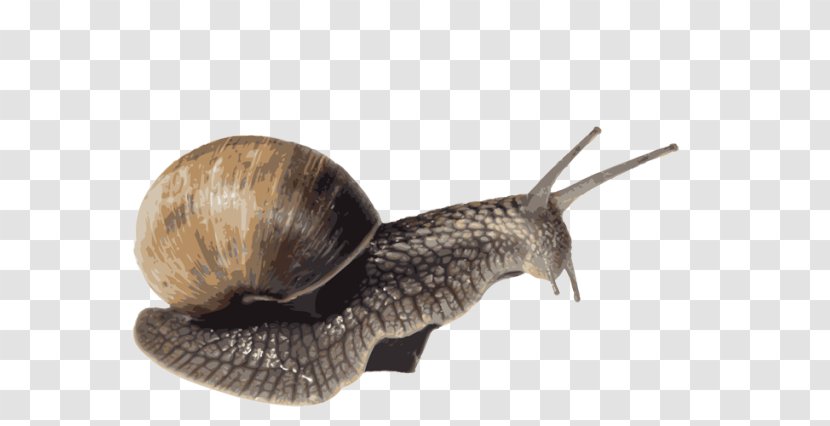 Snail Clip Art File Format Image - Terrestrial Animal Transparent PNG
