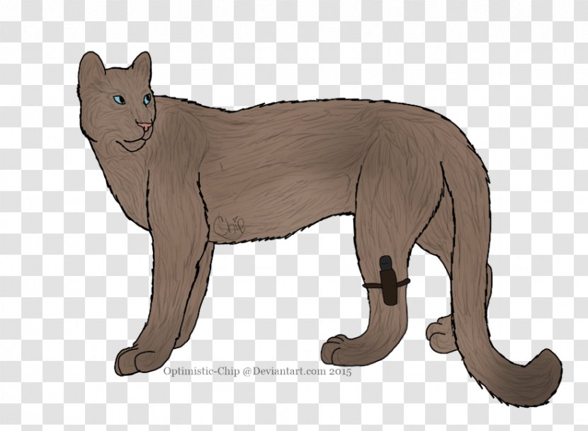 Whiskers Cougar Wildcat Bear - Fauna - Cat Transparent PNG
