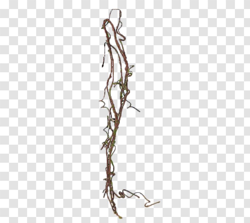 Vine Plant Tree Common Ivy - Thorns Spines And Prickles - Climbing Plants Transparent PNG