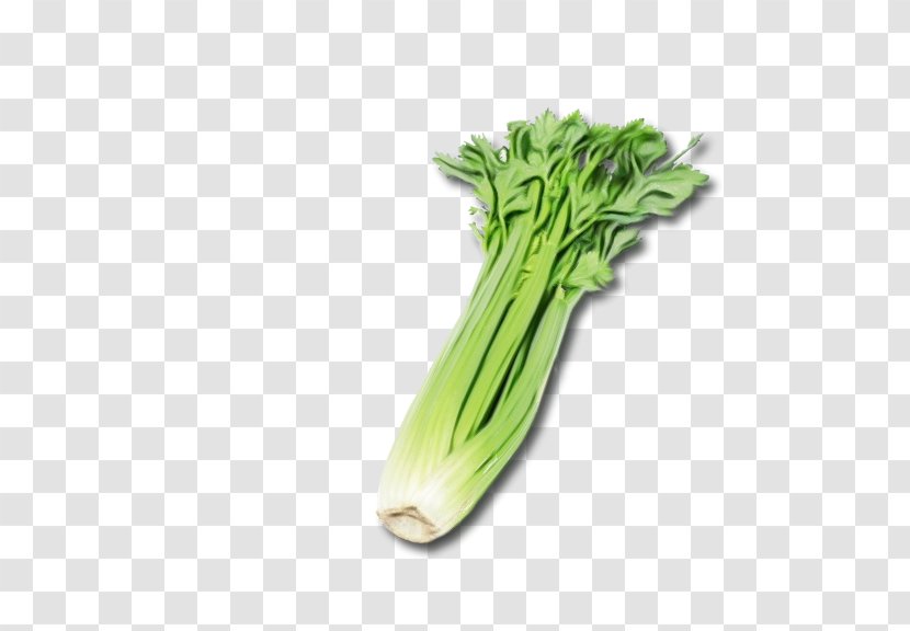 Vegetables Cartoon - Lactuca - Chinese Cabbage Plant Transparent PNG
