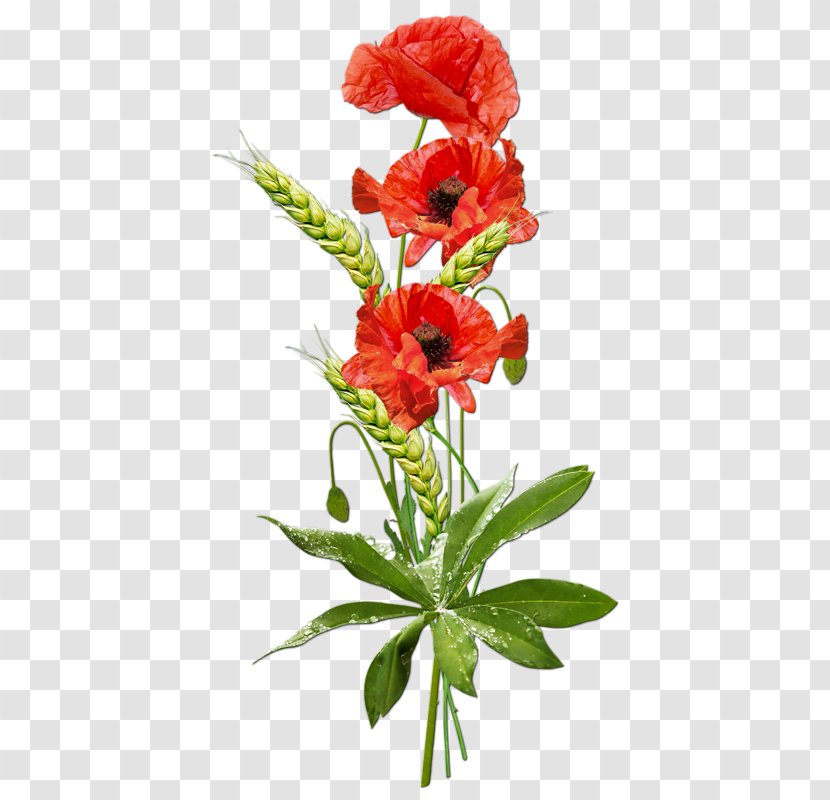 Clip Art Image Poppy Desktop Wallpaper - Flower Arranging - Floristry Transparent PNG