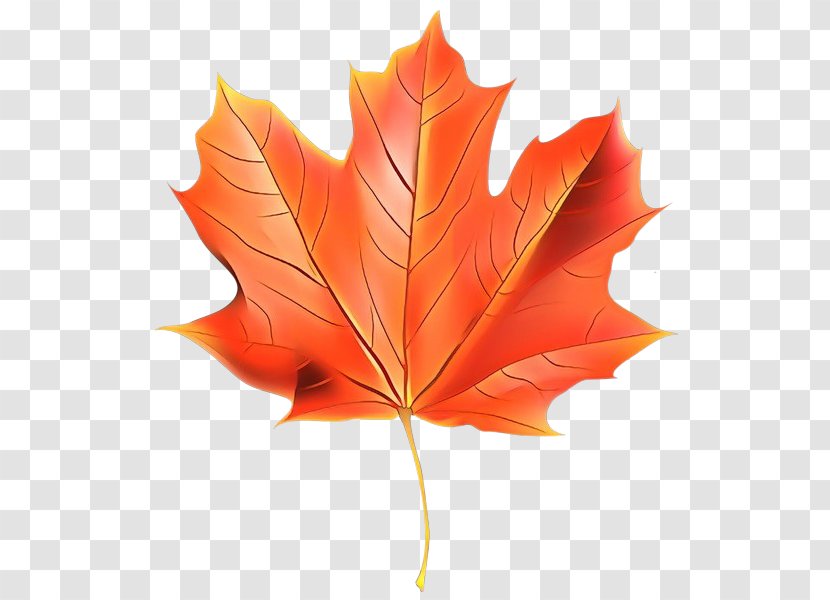 Maple Leaf - Deciduous - Plane Orange Transparent PNG