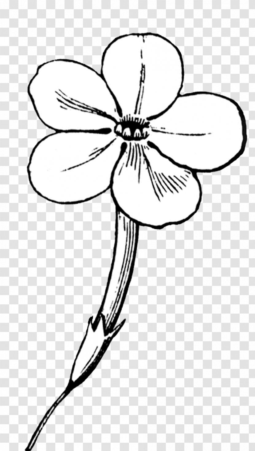 Flower Line Art Drawing Clip - Cut Flowers Transparent PNG