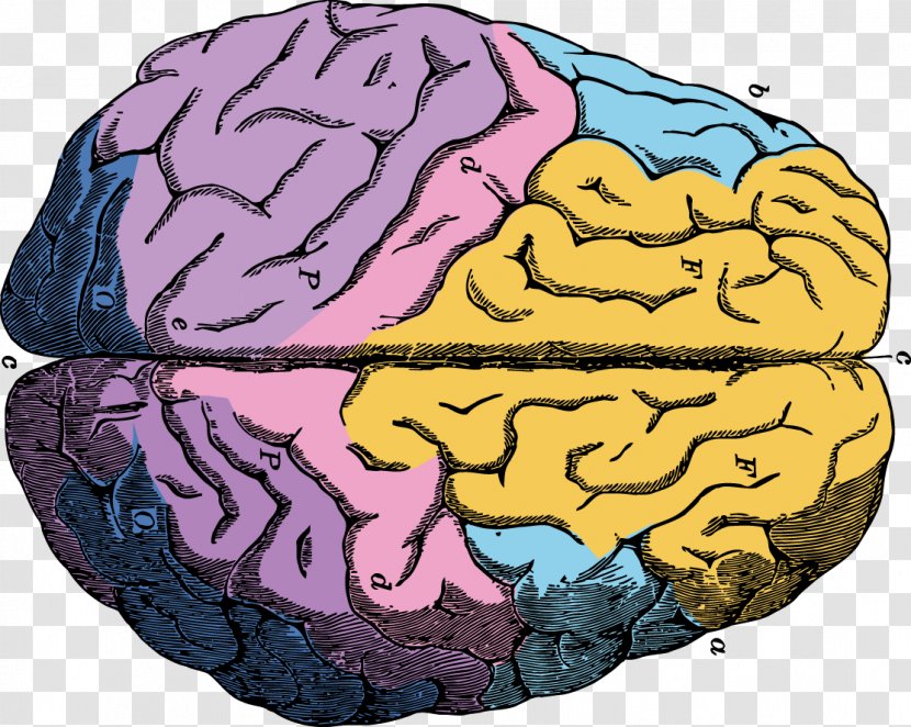 Human Brain Neuron Euclidean Vector - Silhouette Transparent PNG