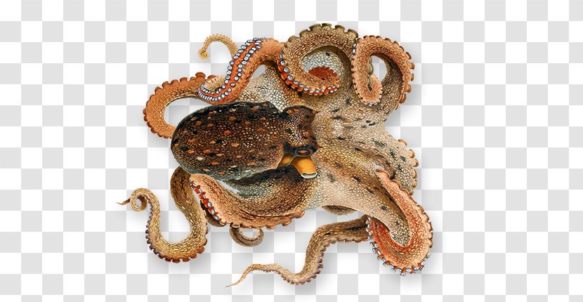Octopus Squid Clip Art - Drawing - Organism Transparent PNG