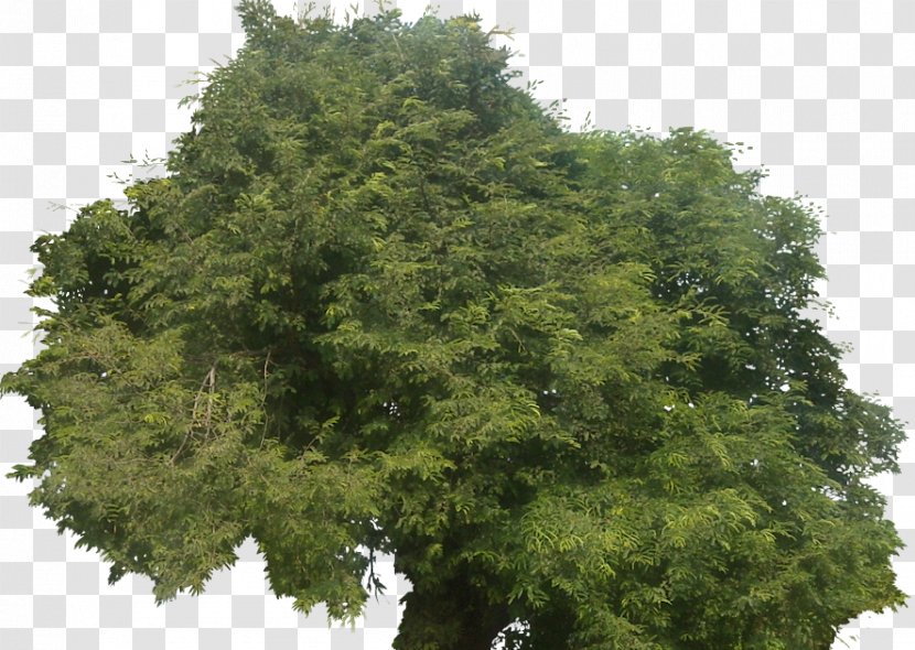 Tamarind Tree Tropical Africa Plant Arecaceae - Deciduous Leaves Transparent PNG