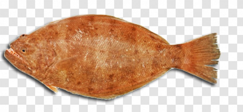 Sole - Fish Transparent PNG