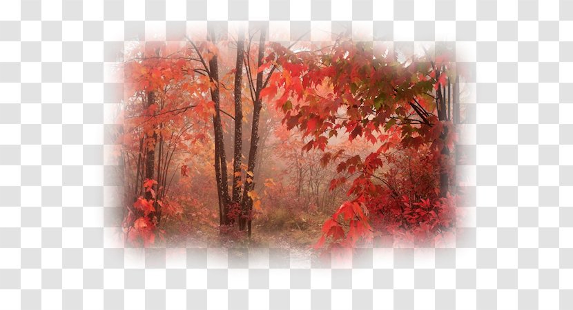 Avatar Animaatio - Return On Investment - Autumn Forest Transparent PNG