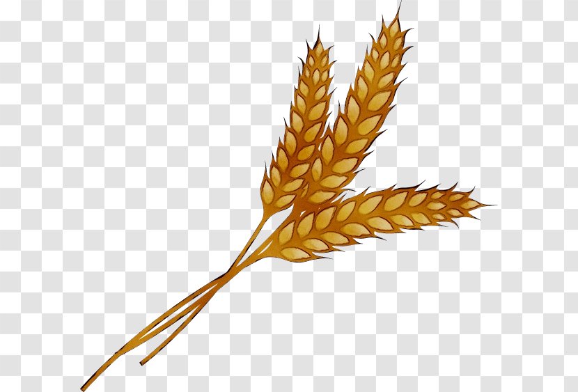 Clip Art Wheat Grain Cereal Barley - Triticale - Plant Transparent PNG