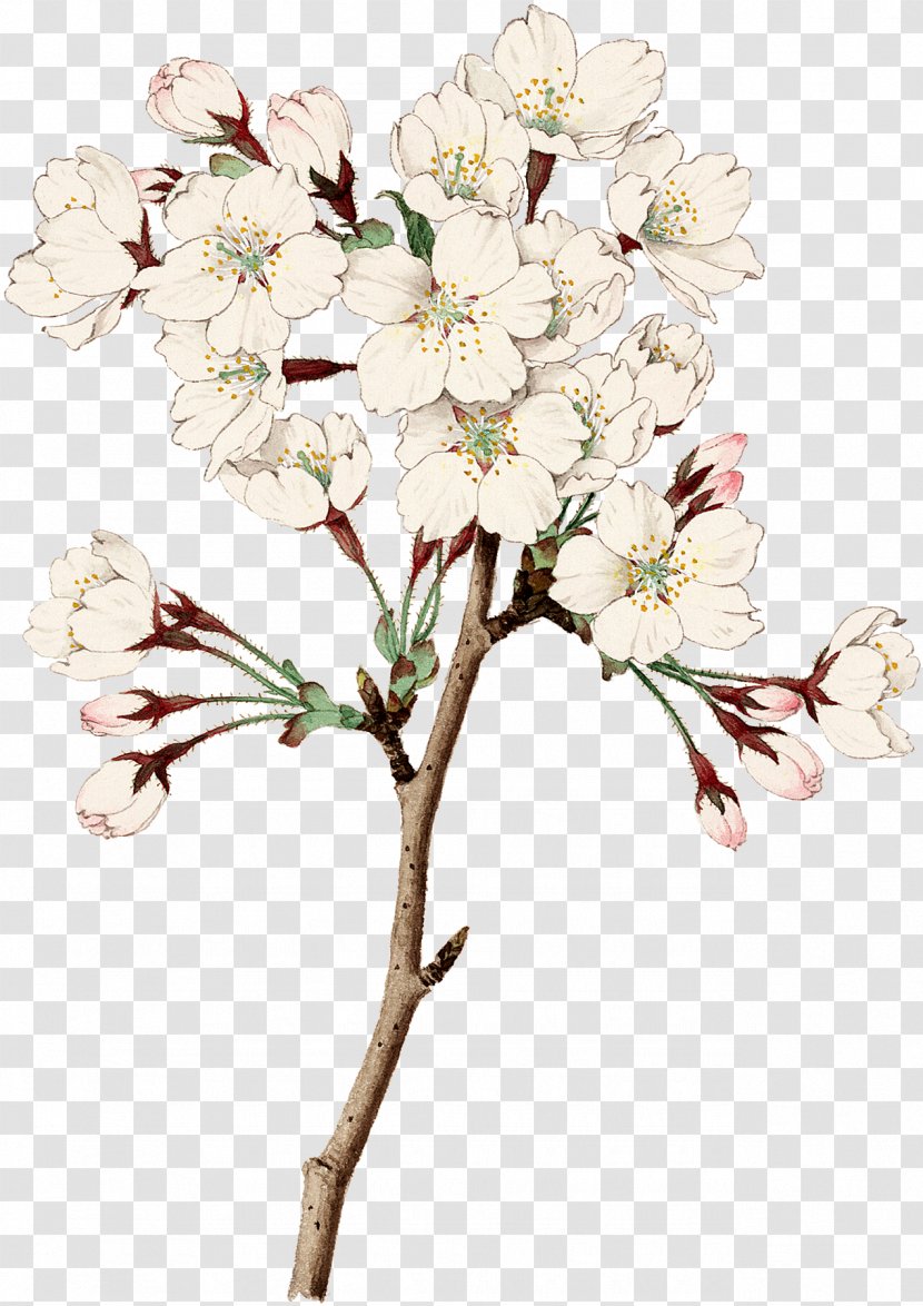 Floral Design Cut Flowers Cherry Blossom - Spring Transparent PNG