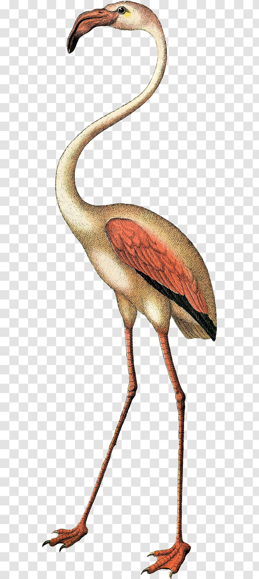 Bird Flamingo Clip Art - Crane Like - Flamingos Transparent PNG