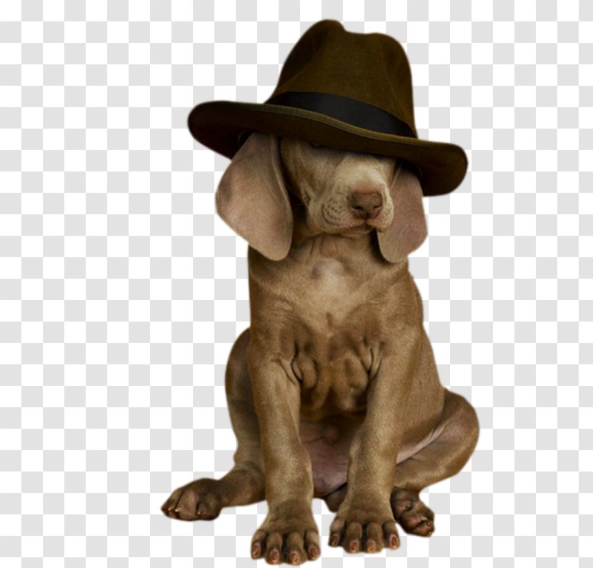 Dog Breed Puppy Weimaraner Puppies Sporting Group - Animal Transparent PNG