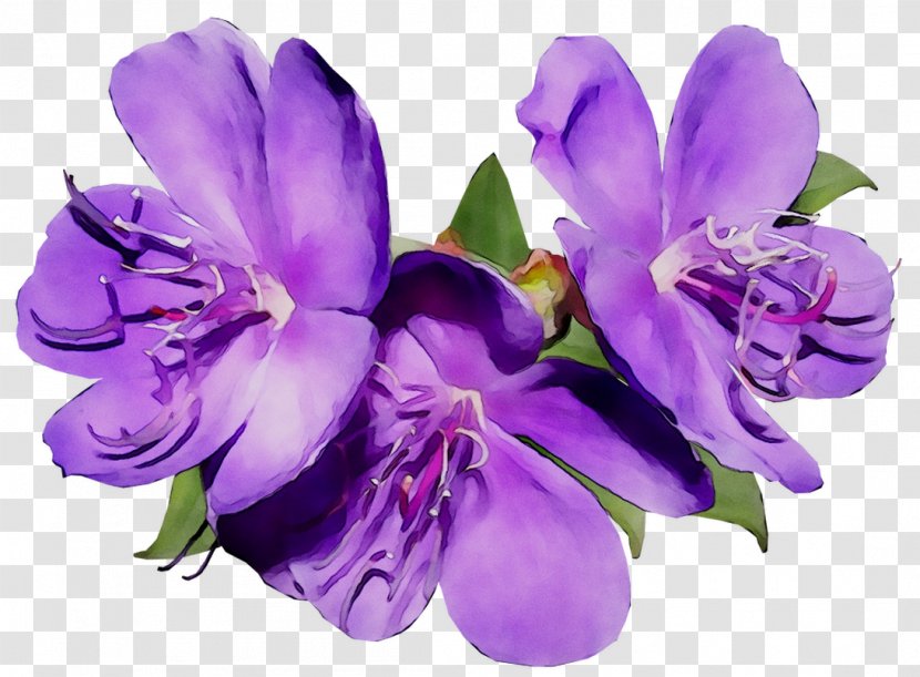 Cut Flowers Lily Of The Incas Cattleya Orchids Herbaceous Plant - Perennial Transparent PNG