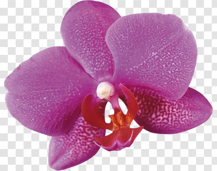 Moth Orchids Flower Plant Clip Art Transparent PNG