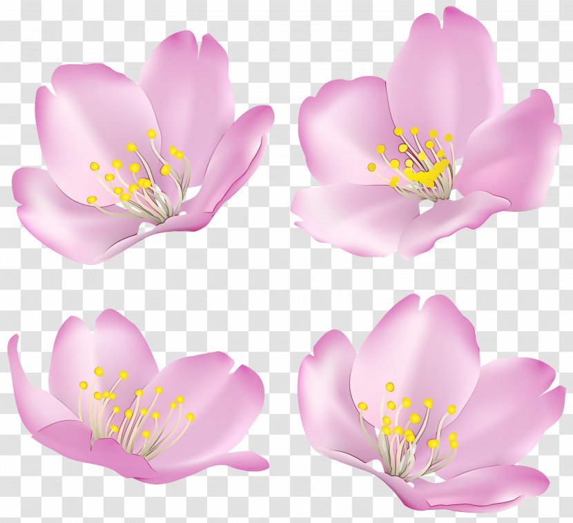 Watercolor Flower Background - Cherry Blossom - Rosa Rubiginosa Rosy Garlic Transparent PNG