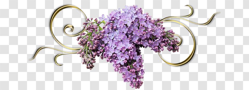 Lilac - Photography - Cut Flowers Transparent PNG