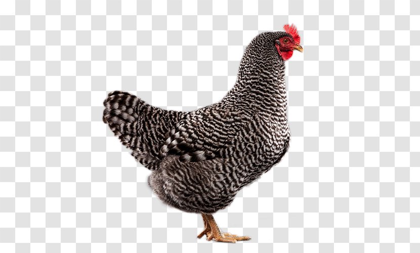 Rooster Plymouth Rock Chicken Leghorn Sussex ISA Brown - Bird - Speckled Transparent PNG