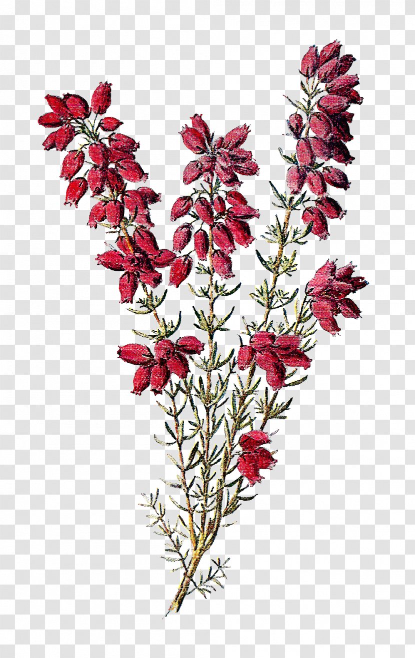 Calluna Drawing Flower Tattoo Botany - Wildflower Cliparts Transparent PNG
