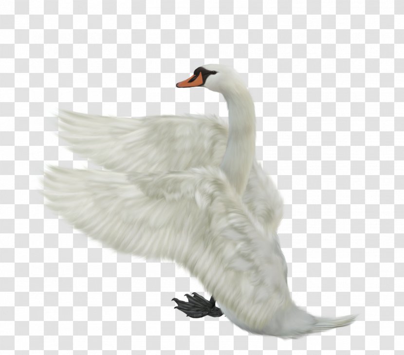 Clip Art - Bird - Swan In The Water Transparent PNG