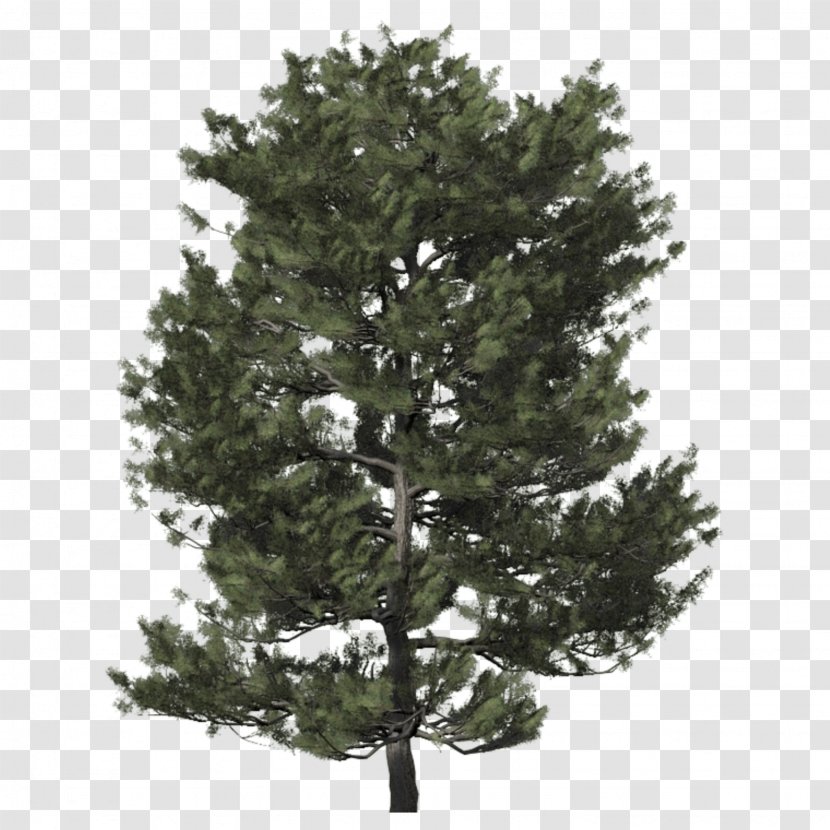 Spruce Christmas Tree Fir Day Transparent PNG