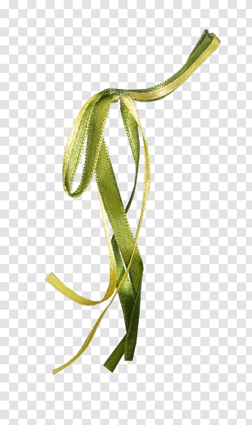 S-shaped Ribbon - Plant Transparent PNG
