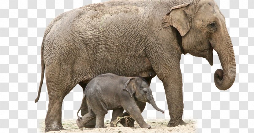 African Bush Elephant Forest Clip Art - Wildlife Transparent PNG