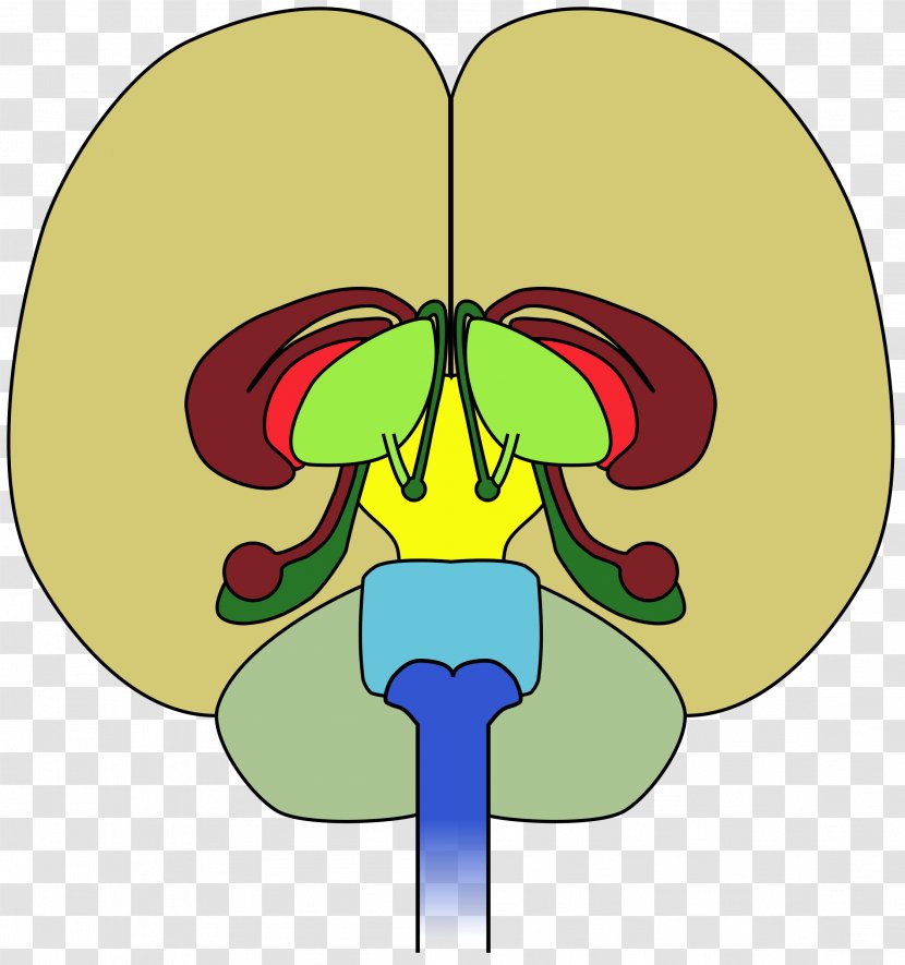 Human Brain Frontal Lobe Diagram Clip Art - Flower - Nurses Clipart Transparent PNG