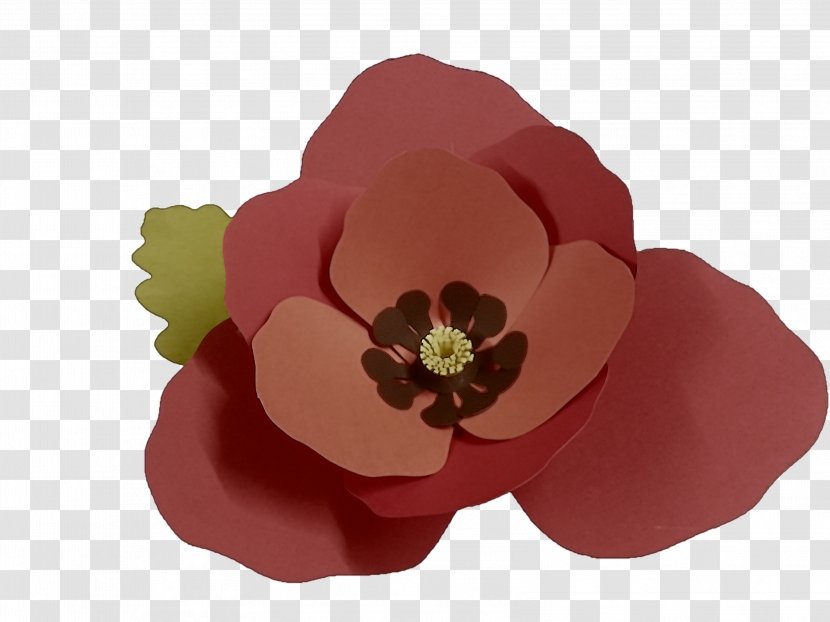 Petal Red Flower Pink Plant - Poppy Family Fashion Accessory Transparent PNG