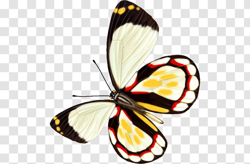 Butterfly Insect Computer File - Arthropod Transparent PNG